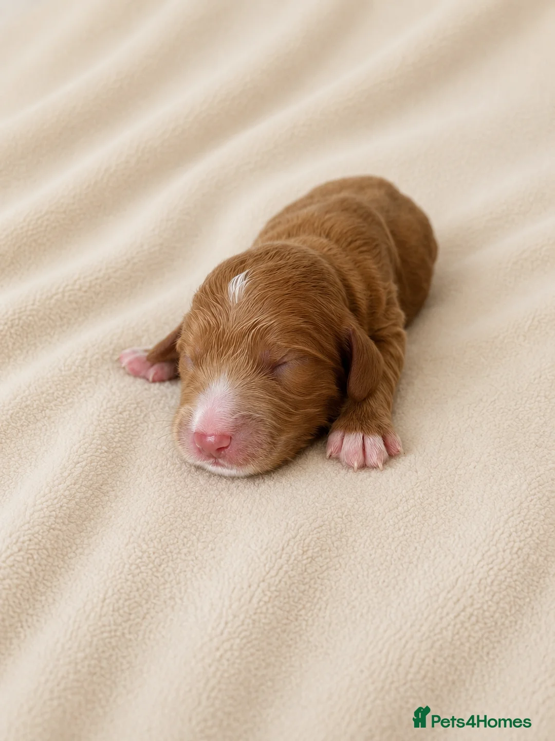 Cockapoo dogs for sale: Merles Blondes Apricots F2 Cockapoo Puppies  - Advert 33