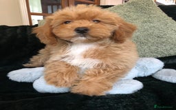 Mixed Breed dogs for sale: shihtzu x toy poodle puppies for sale - Image 9