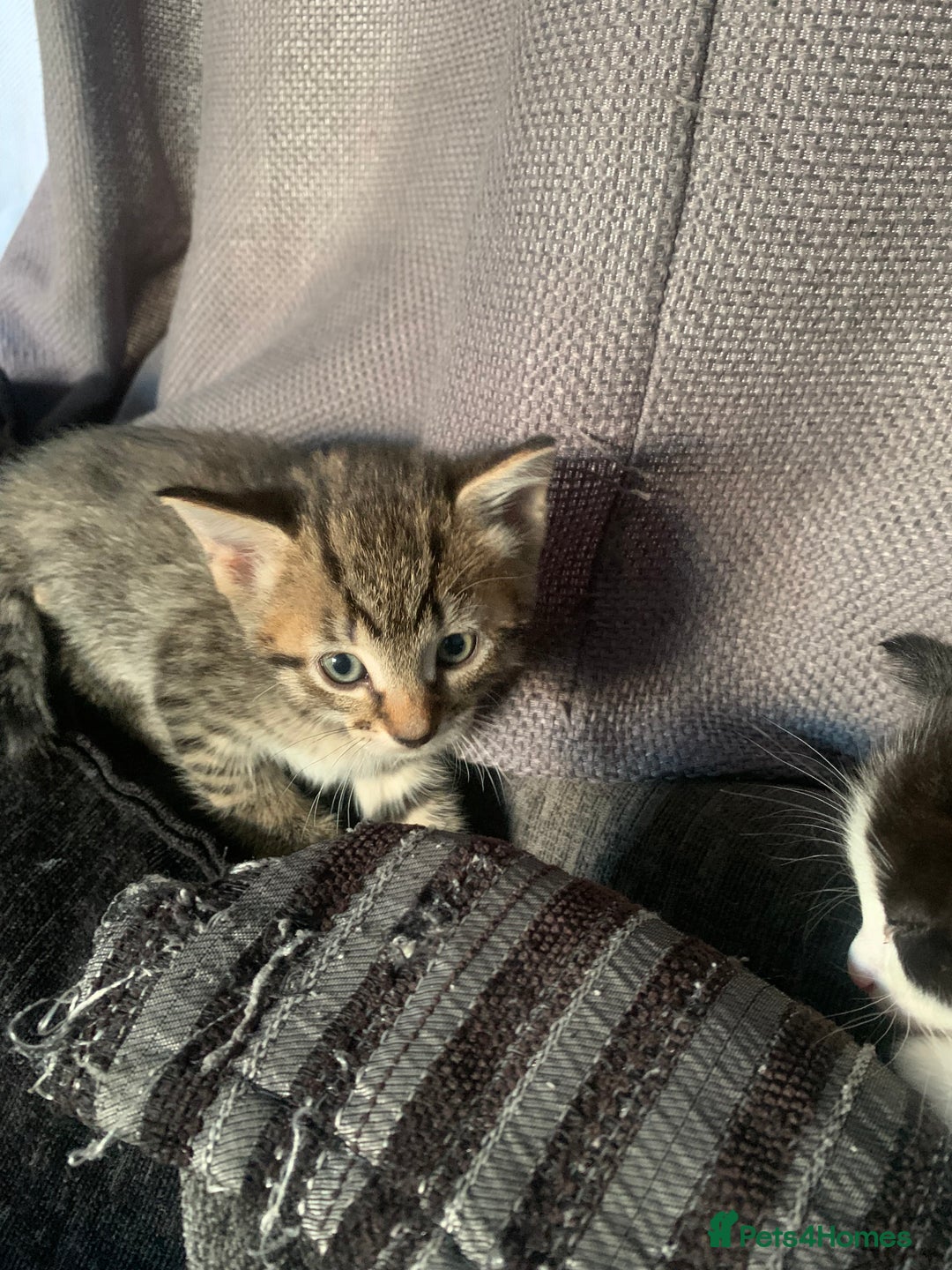 Mixed Breed cats for sale: 8 beautiful kittens for sale - Advert 11