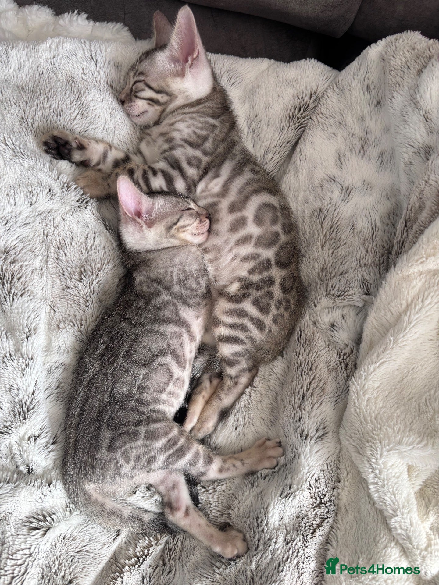 Bengal cats Gorgeous Bengal kittens  - Advert 4
