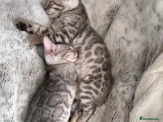 Bengal cats Gorgeous Bengal kittens - Advert 4
