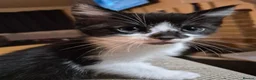 Mixed Breed cats for sale: Gorgeous kittens 😸  - Advert 8