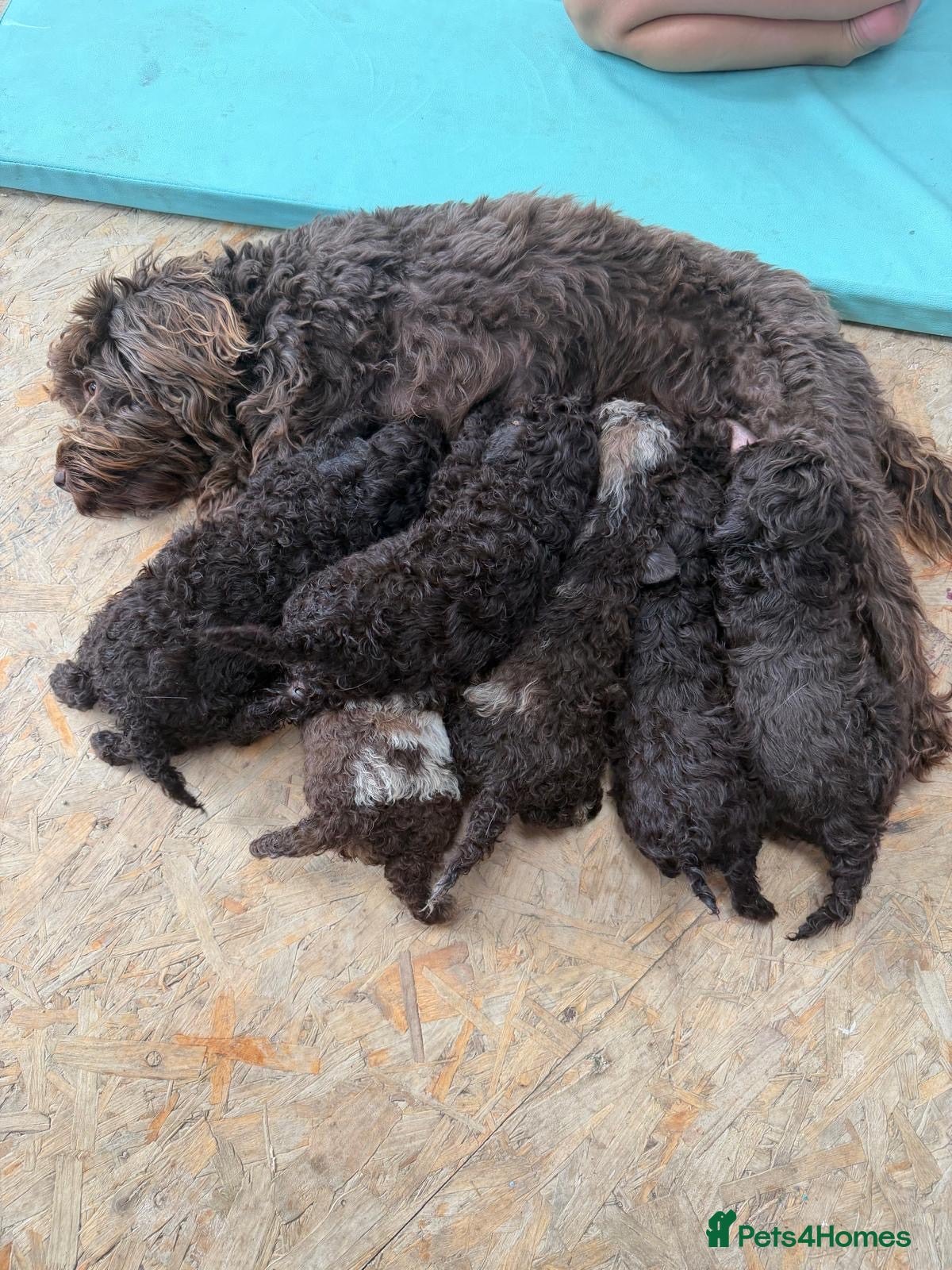 Cockapoo dogs ✨Ready now ✨ F1B Cockapoo Puppies 4 Left  - Advert 2