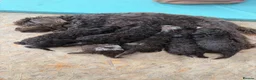 Cockapoo dogs for sale: Gorgeous F1B Cockapoo Puppies 🐾 - Advert 4