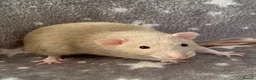 Rat rodents for sale: Older Dumbo Rats 5+months Male and Female  - Advert 3