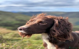 Cocker Spaniel dogs for sale: Working Cocker Spaniel Puppies - Image 4