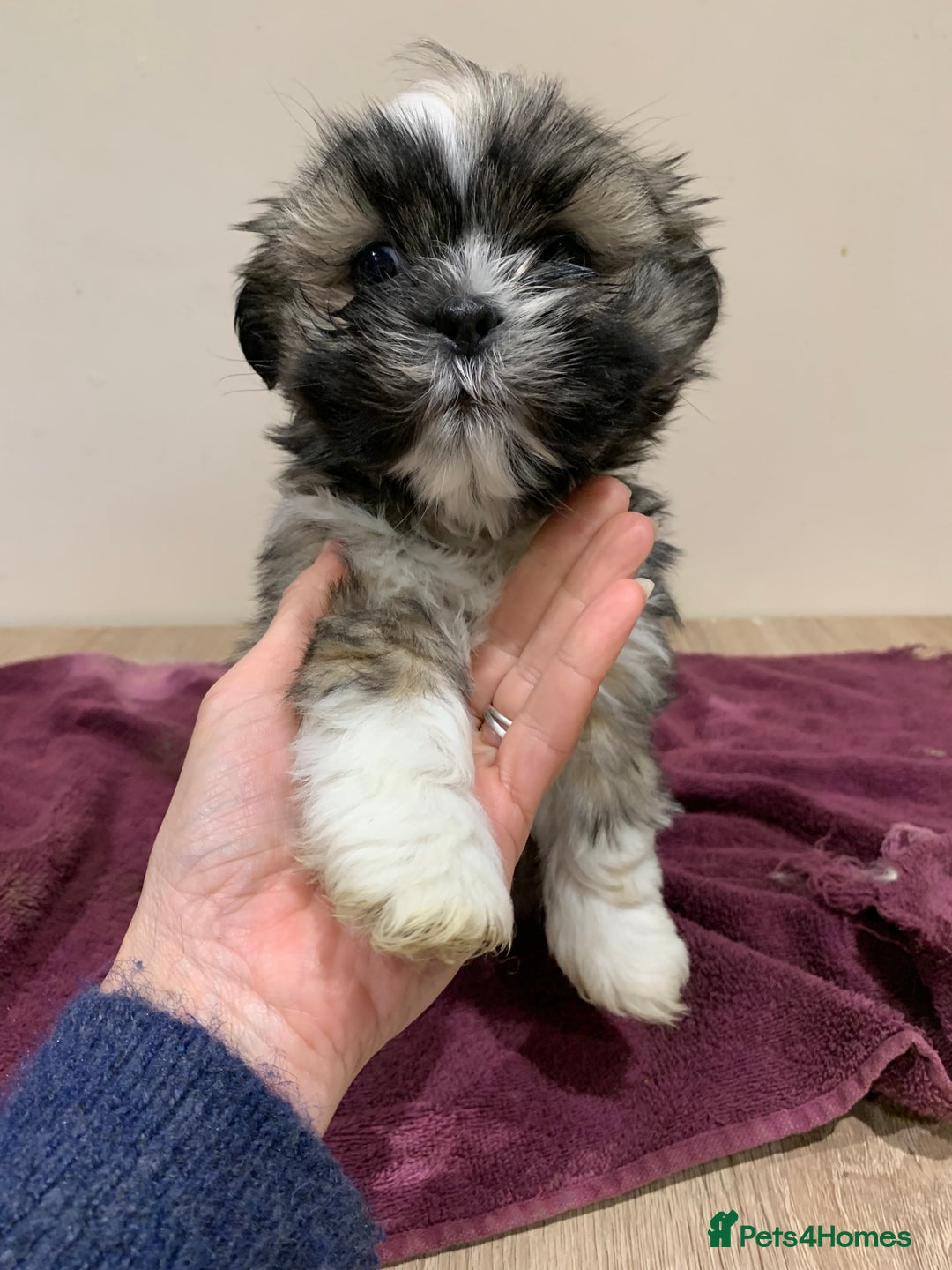 Lhasa Apso dogs for sale: Adorable Lhasa Apso puppies for sale - Advert 2