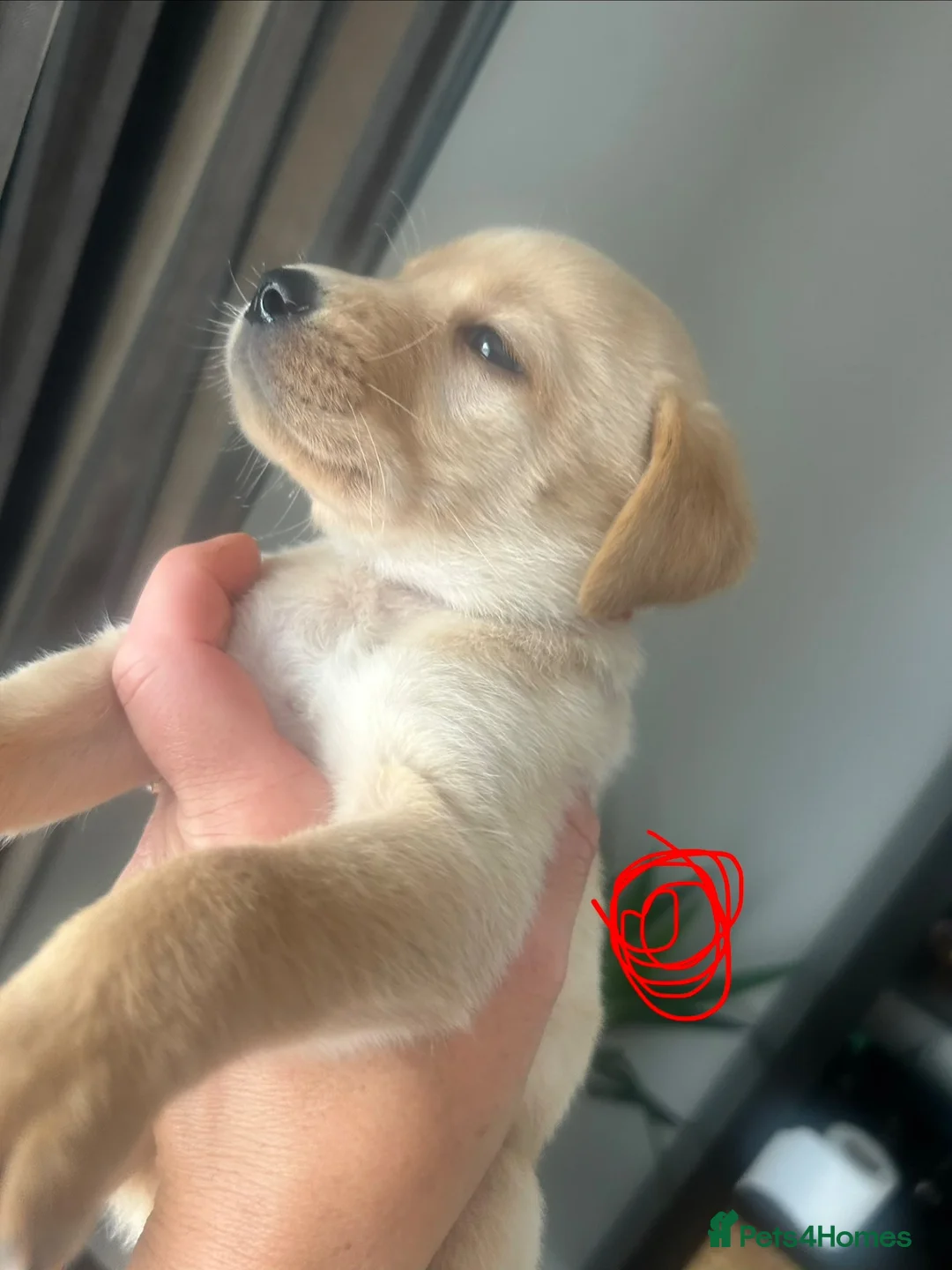 Labrador Retriever dogs for sale: Stunning yellow (light - fox red) labrador puppies - Advert 19
