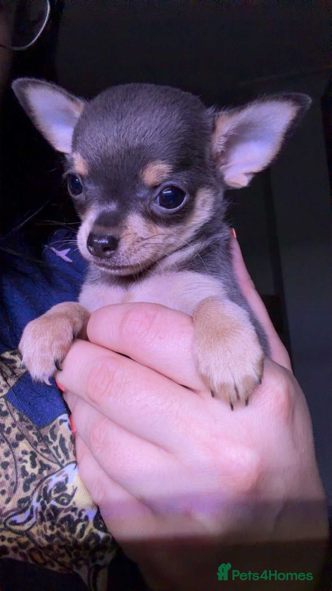 Chihuahua dogs 1 female quality pup 0.7kg - Advert 7