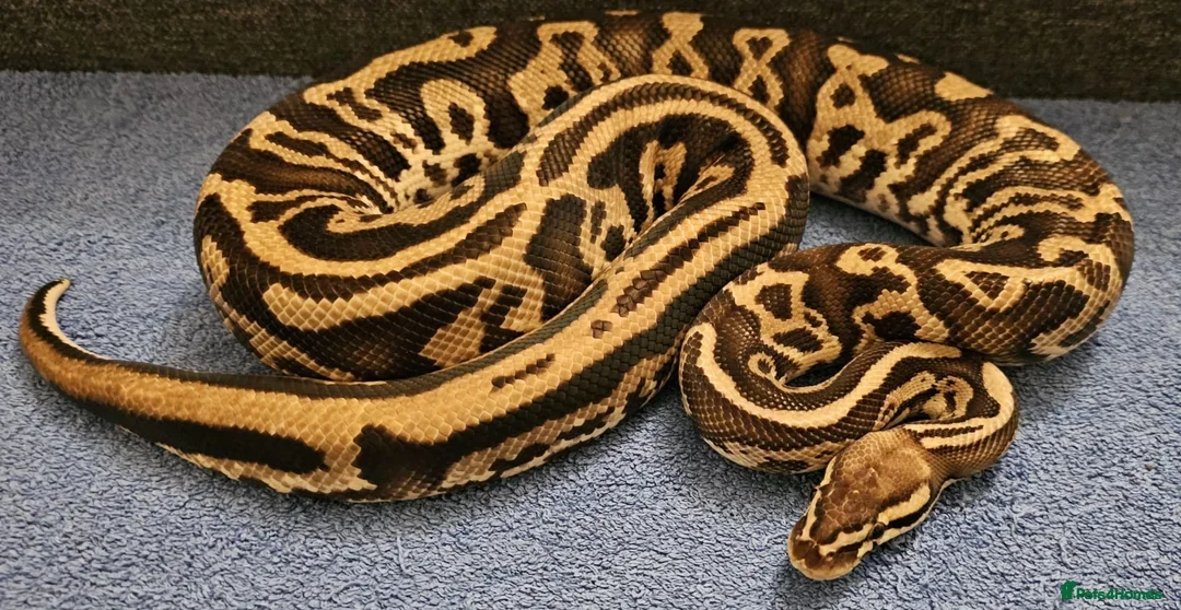 Python Snake reptiles Het.pied:Banana enchi / Pastel leopard yellowbelly - Advert 21