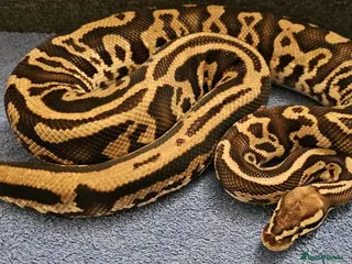 Python Snake reptiles Het.pied:Banana enchi / Pastel leopard yellowbelly - Advert 21