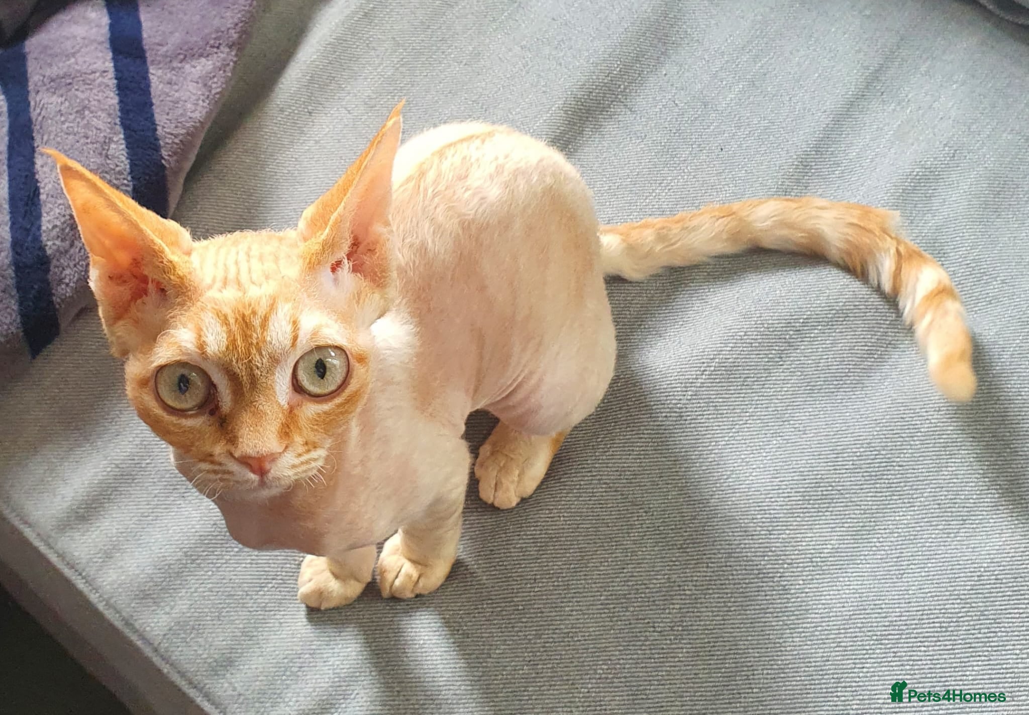 Devon Rex cats Beautiful active Red Devon Rex  - Advert 2