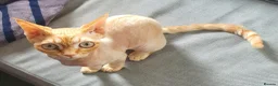 Devon Rex cats for sale: Beautiful active Red Devon Rex  in London - Advert 1