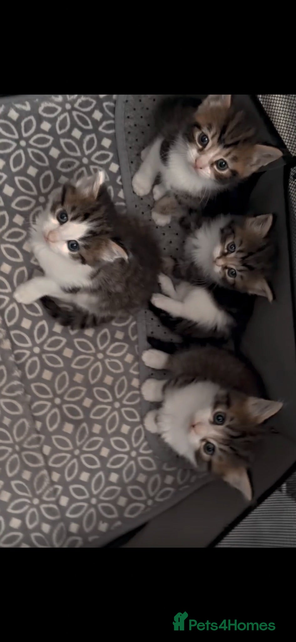 Mixed Breed cats 4 kittens for sale  - Advert 1