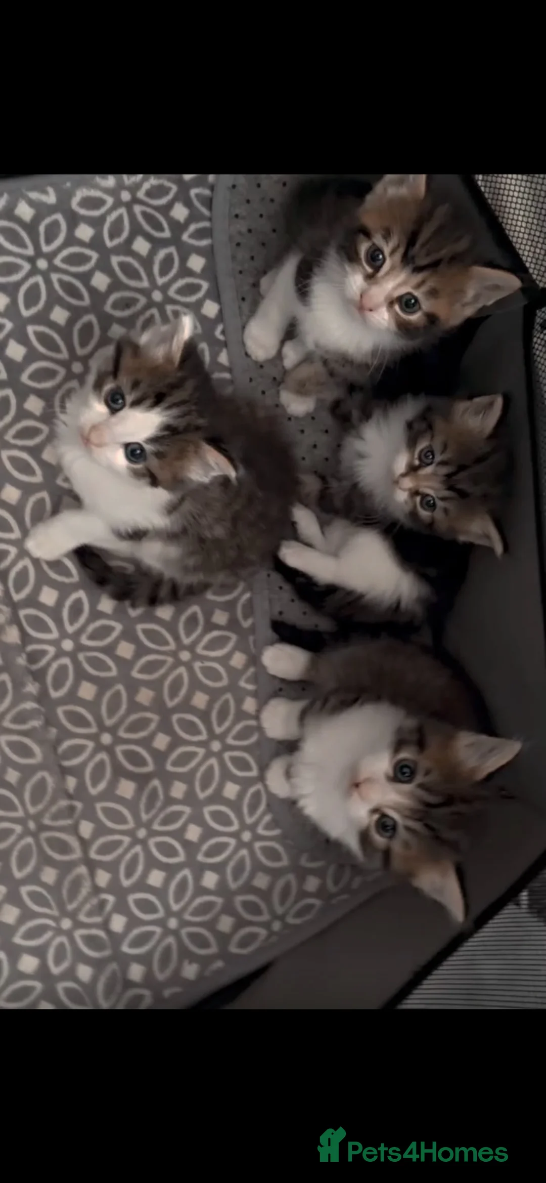 Mixed Breed cats for sale: 4 kittens for sale ready now  - Advert 1
