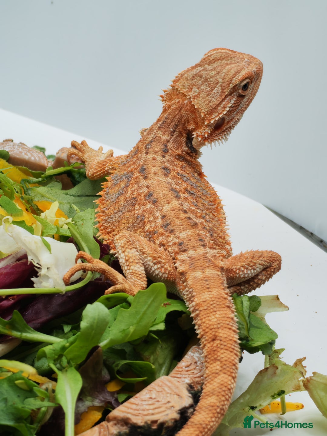 Bearded Dragon reptiles for sale: Bearded dragons hypo blue bar het trans  - Image 3
