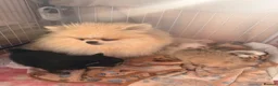 Pomeranian dogs for sale:  **  Russian Pomeranian’s  in Whitehaven - Advert 7