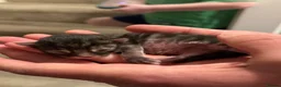 Bengal cats for sale: Bengal X Maine Coon Kittens  in Lyme Regis - Advert 6