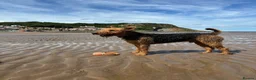 Airedale Terrier dogs for stud: Airedale Terrier Stud Dog – Health Tested - Advert 3