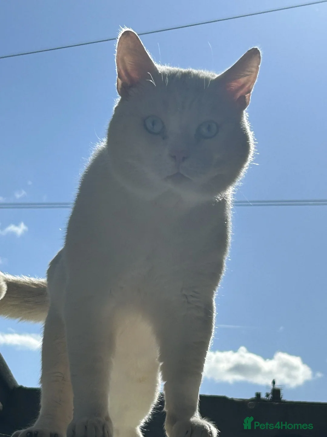 Domestic Shorthair cats for sale: Binky - Advert 2