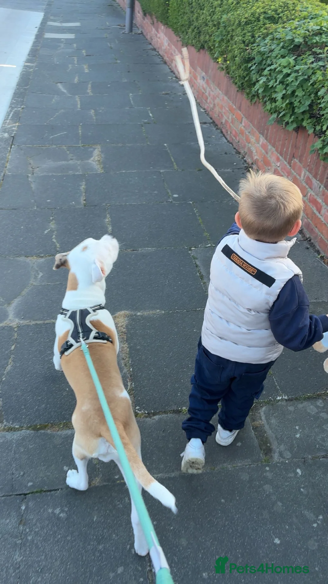 Mixed Breed dogs for sale: Bruno - 7 month staffy cross  in Sunderland - Advert 5