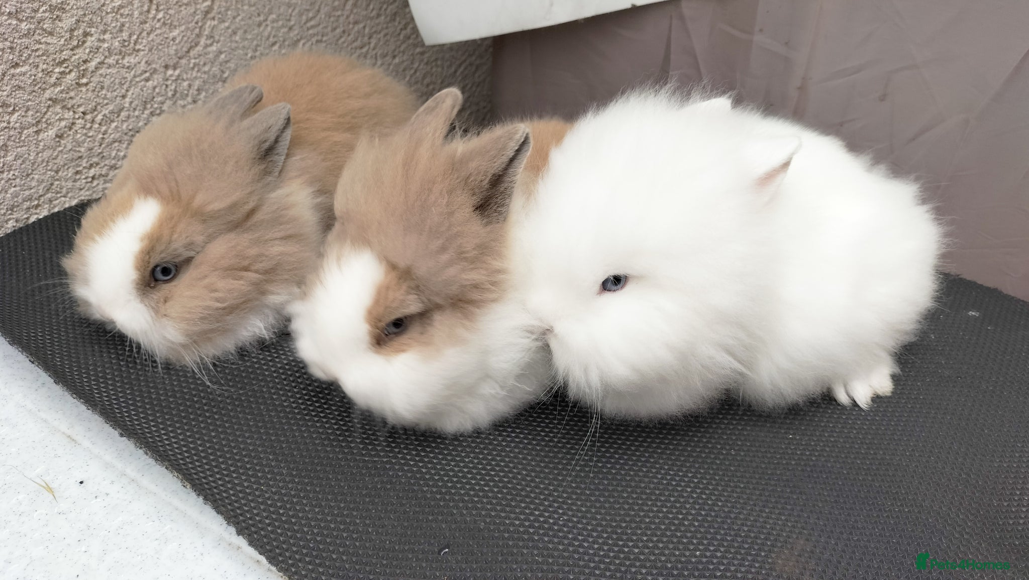 Lionhead rabbits Friendly Lionhead Baby Bunnies, Limited Available! - Advert 2