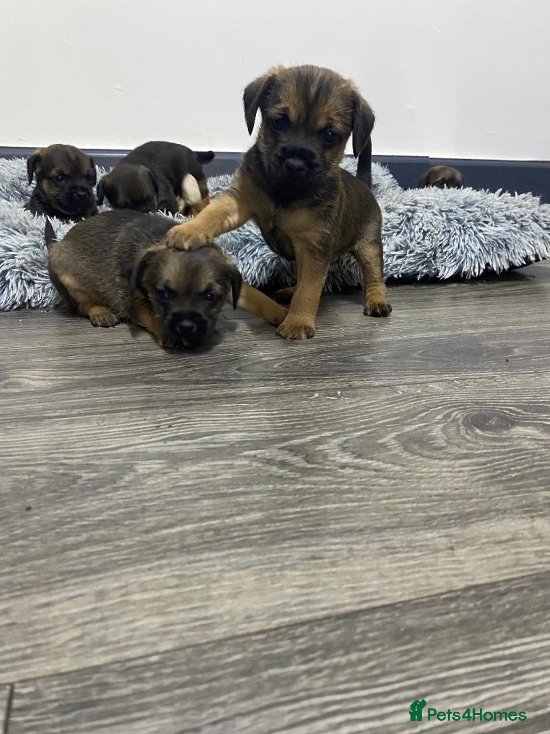 Border Terrier dogs for sale: Beautiful Border Terrier puppies for sale - Advert 13
