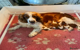 Welsh Springer Spaniel dogs for sale: Beautifully bred Welsh Springer Spaniels  - Advert 1