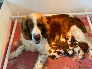Welsh Springer Spaniel dogs Beautifully bred Welsh Springer Spaniels - Advert 1