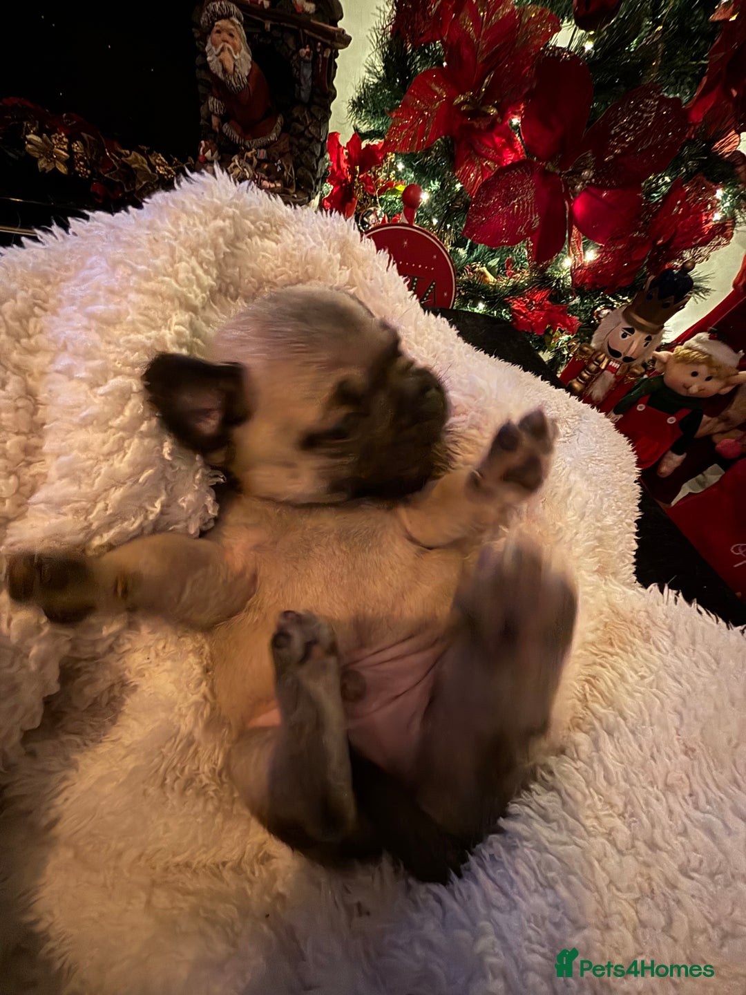 Pug dogs for sale: Pug puppies - Advert 16