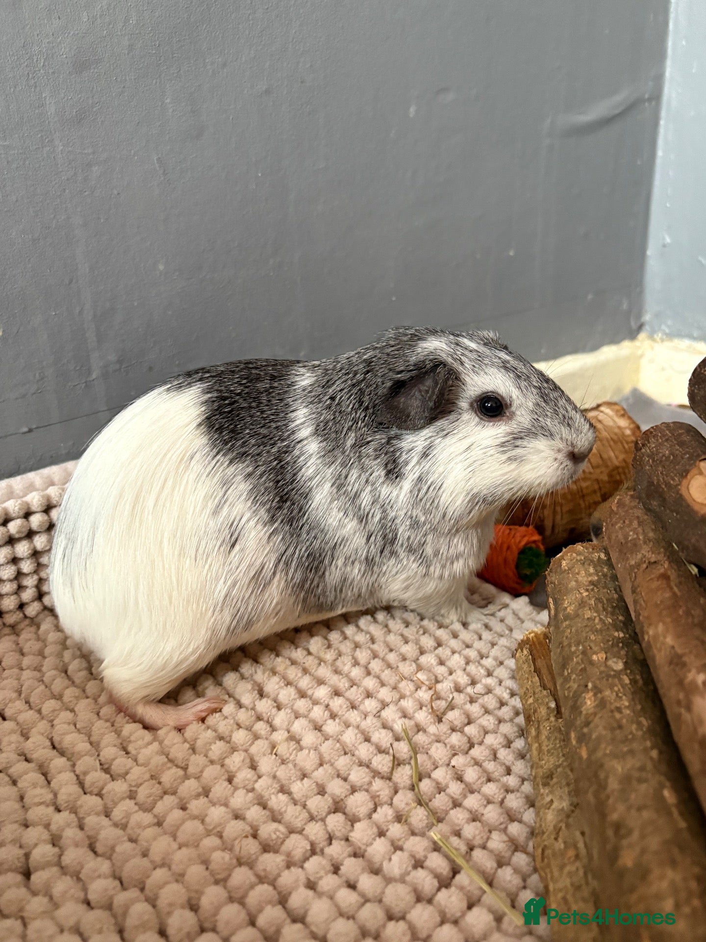 Guinea Pig rodents guinea pigs - Advert 6