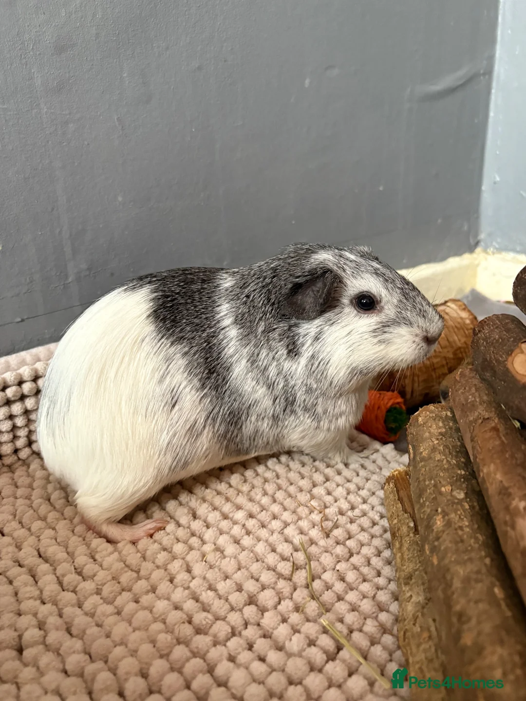 Guinea Pig rodents for sale: guinea pigs - Advert 1
