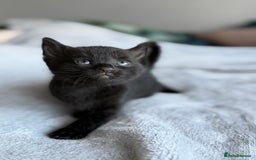 Mixed Breed cats for sale: Adorable Kittens Looking for Their Forever Homes ✨ - Image 15