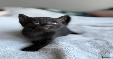 Mixed Breed cats - Advert 7