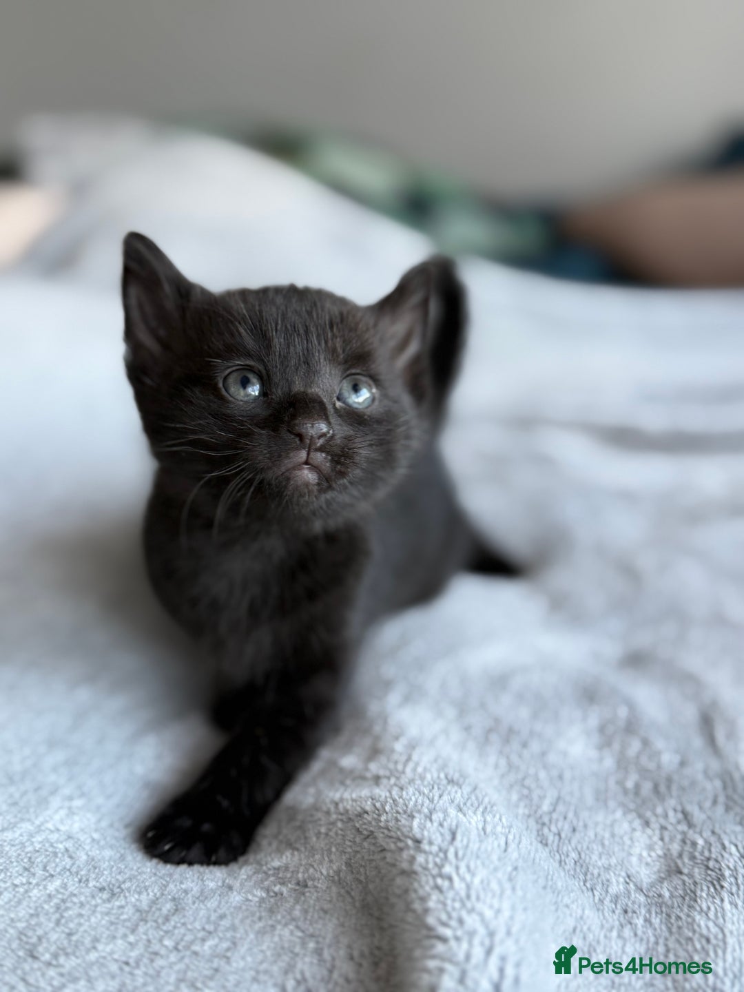 Mixed Breed cats for sale: Adorable Kittens Looking for Their Forever Homes ✨ - Image 15