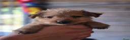 Patterdale Terrier dogs for sale: Patterdale fell terrier puppies  in Redhill - Advert 4