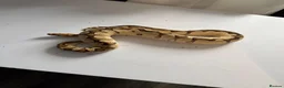 Python Snake reptiles for sale: Various Ball Pythons for sale - Advert 21