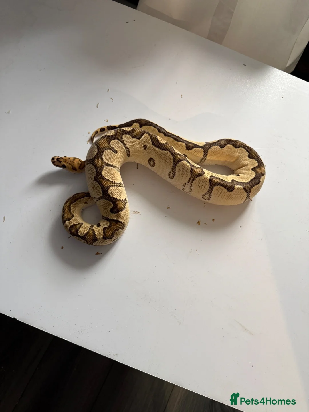 Python Snake reptiles for sale: Various Ball Pythons for sale - Advert 21
