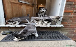 Siberian Husky dogs for sale: Beautiful loving Blue Eyed Siberian Husky’s - Image 10