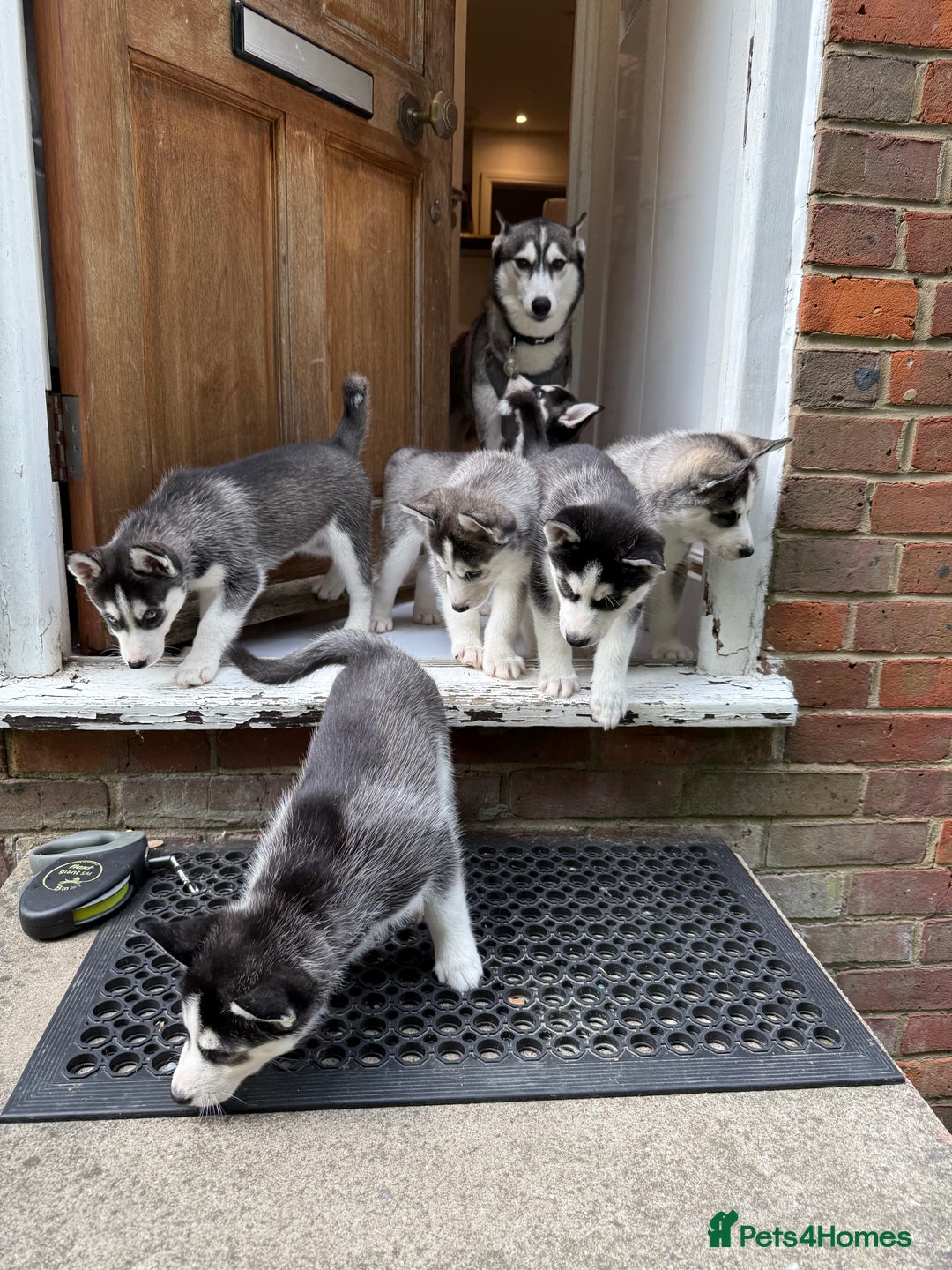 Siberian Husky dogs for sale: Beautiful loving Blue Eyed Siberian Husky’s - Image 10