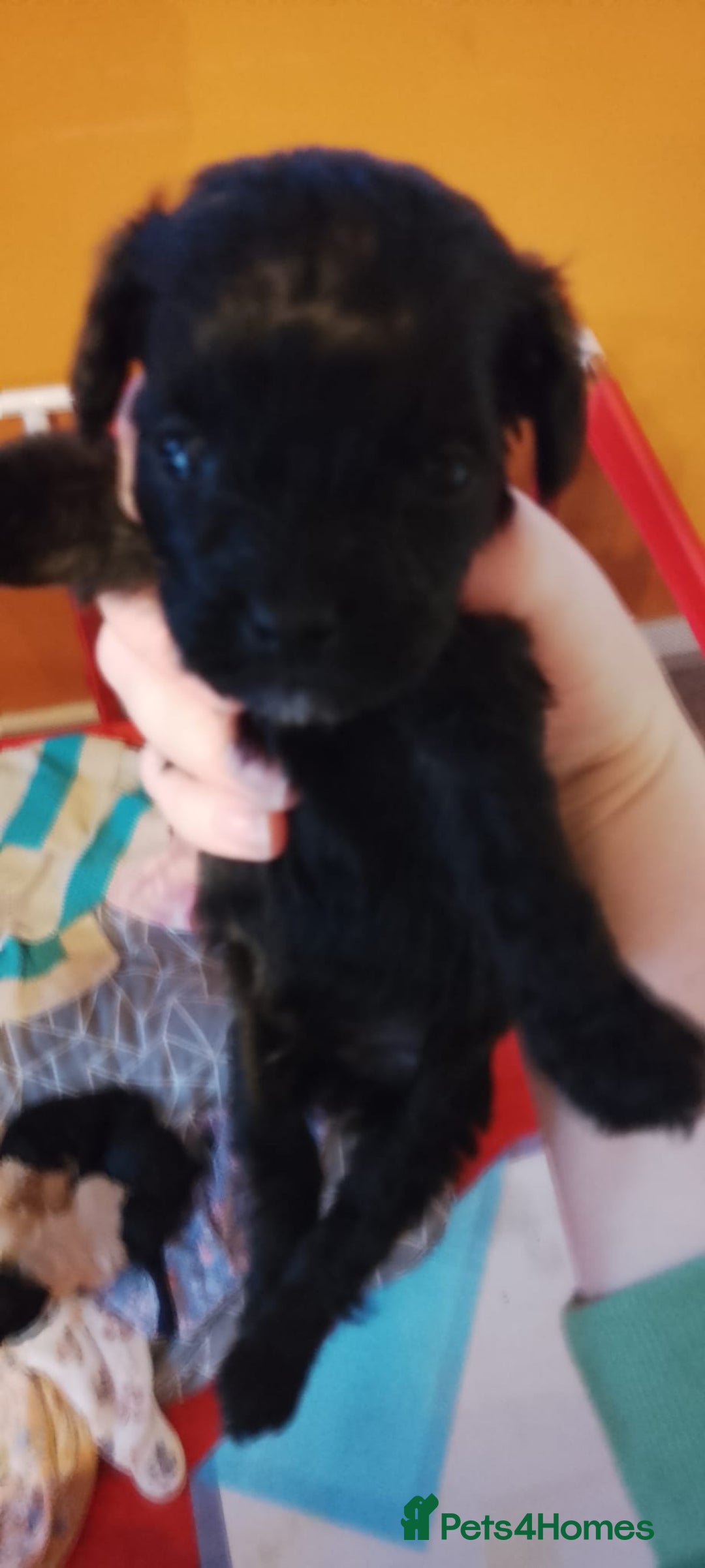 Shihpoo dogs for sale: Last f1b shihpoo left £850 - Advert 14