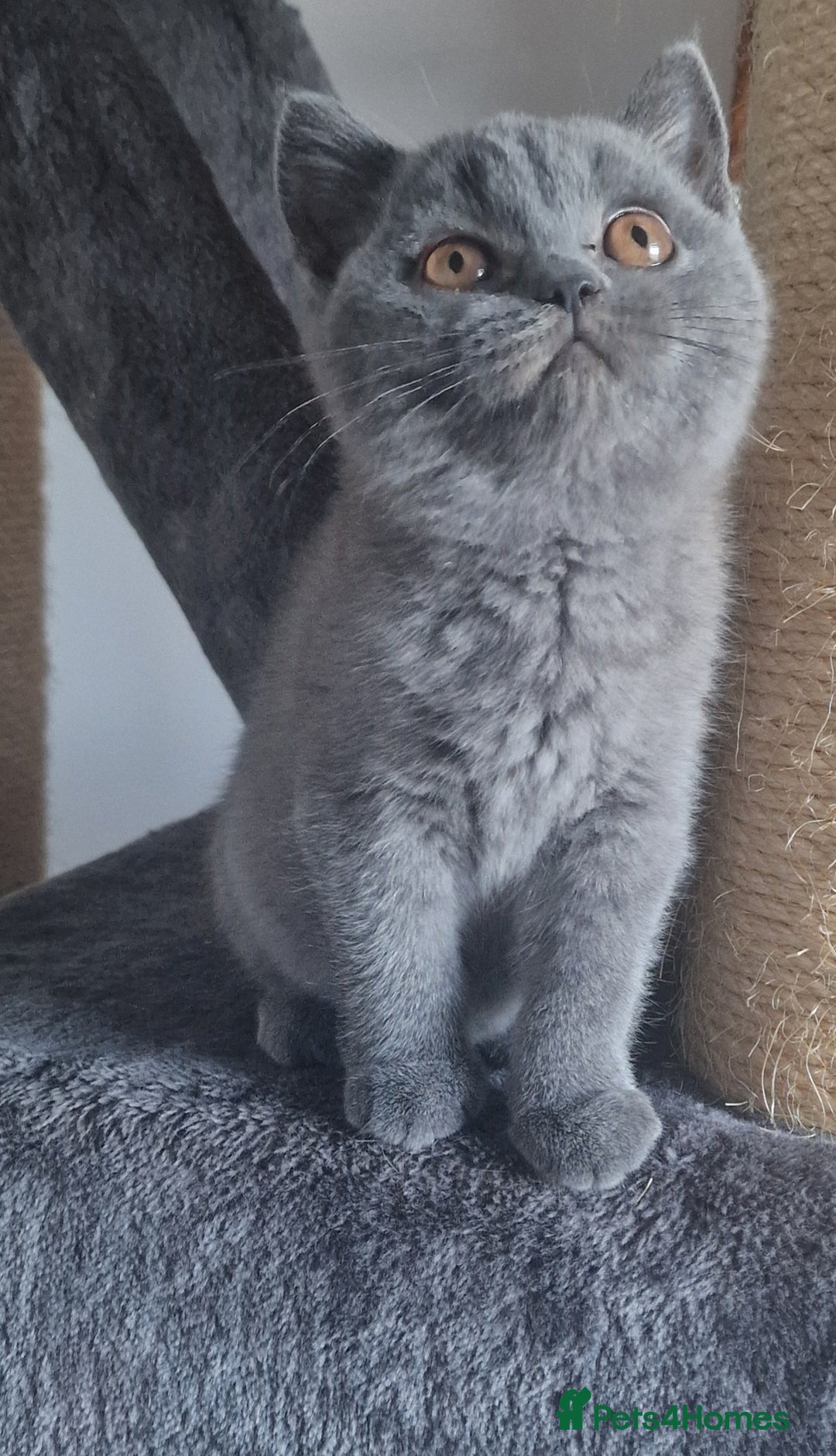 British Shorthair cats for sale: Tica Active registered Blue British Shorthair girl - Image 4