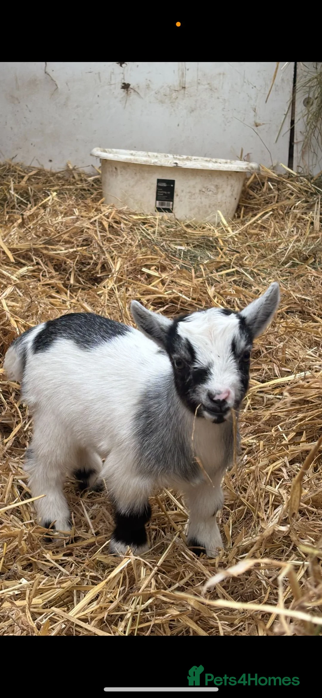 Goats livestock for sale: Small pygmy goats  - Advert 9