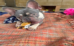 French Bulldog dogs for adoption: Pierre - Image 1