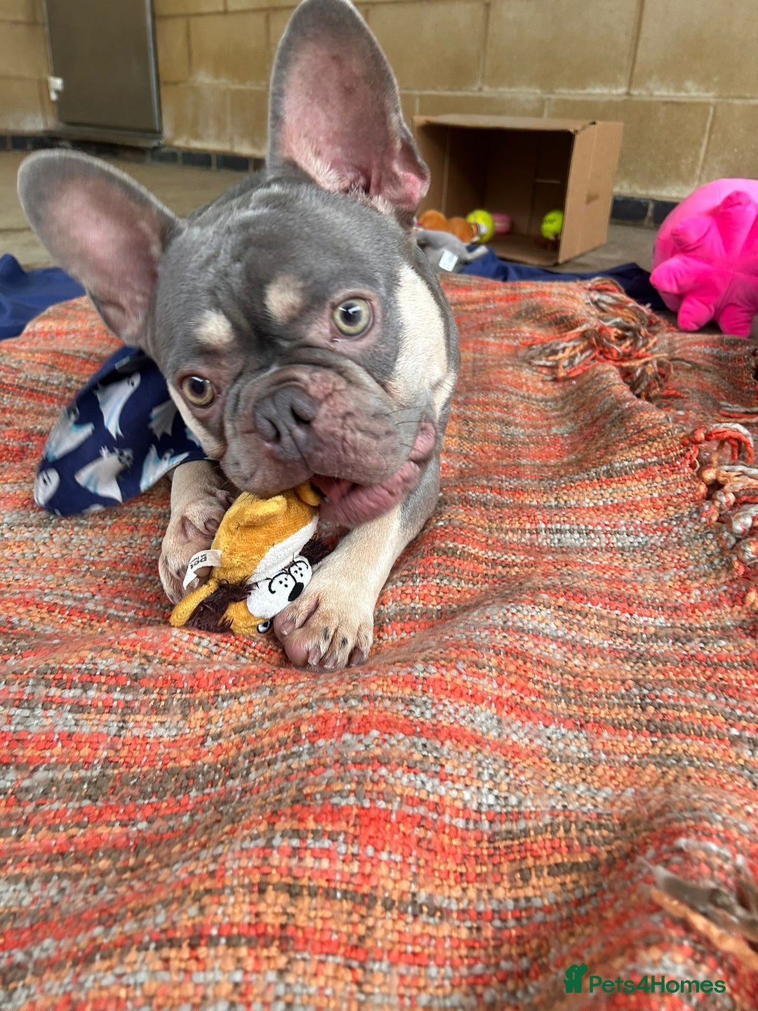 French Bulldog dogs for adoption: Pierre - Image 1
