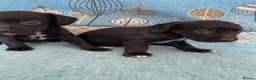 Bocker dogs for sale: Beautiful Beagle x cocker spaniel puppies  - Advert 16
