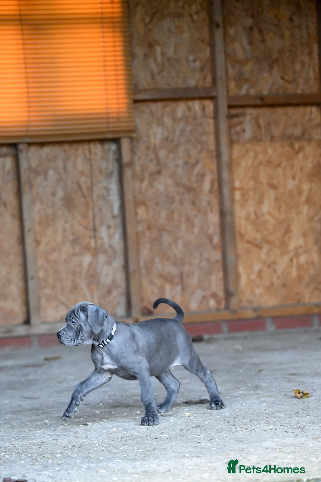 Cane Corso dogs for sale: Elite cane corso puppies  - Advert 23