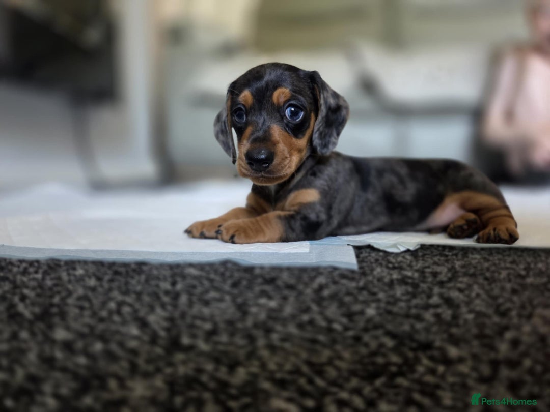 Miniature Dachshund dogs for sale: Stunning Silver dapple miniature boy - Image 2