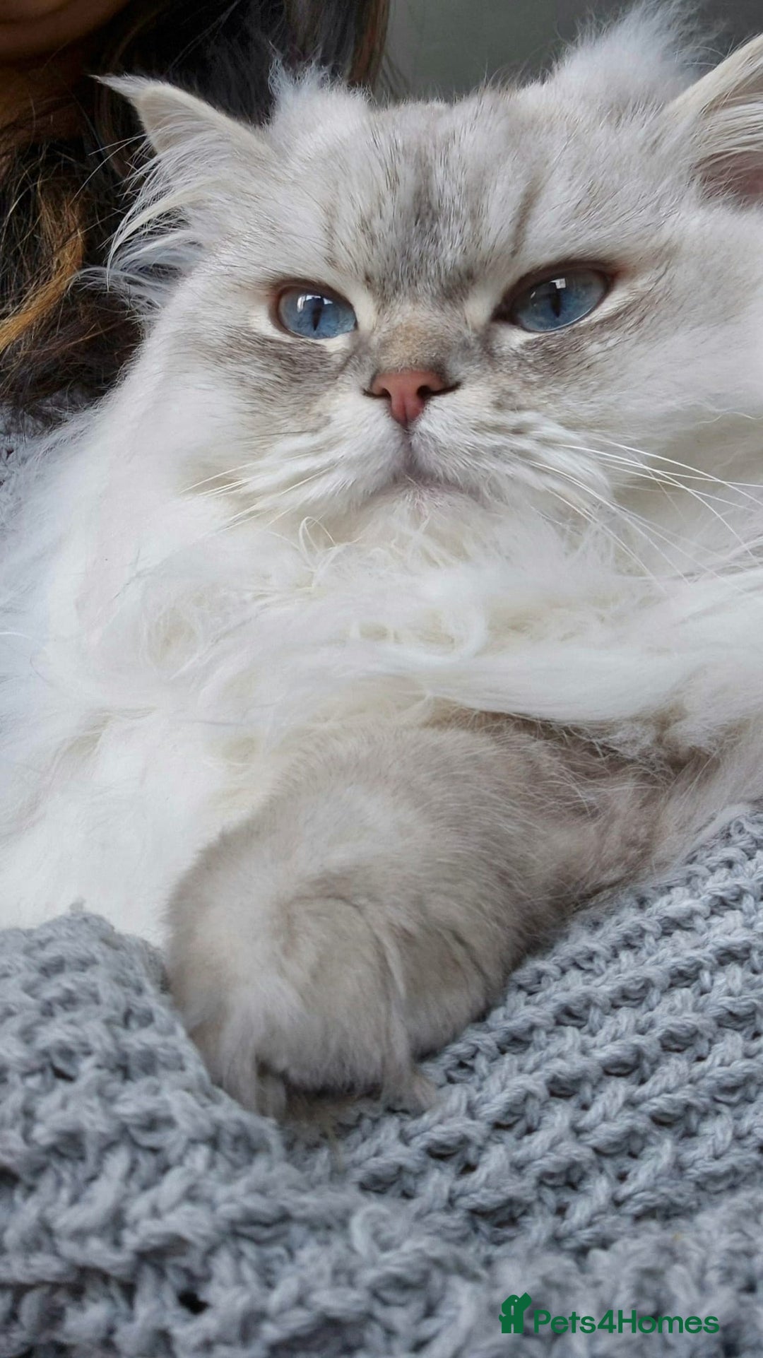 Scottish Fold cats for sale: Scottish Straight Longhair Male Neutered Blue Eyes - Advert 2