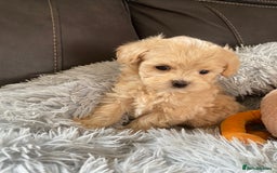 Maltipoo dogs for sale: Tiny Maltipoo Puppies - Image 16